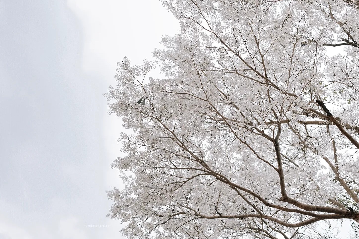 Mang sạc dự phòng khi đi sống ảo cùng với hoa