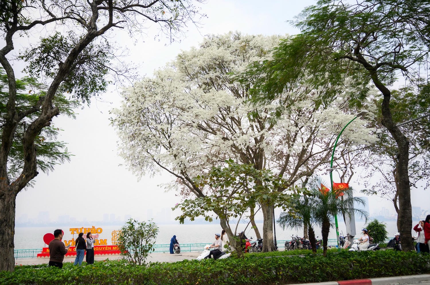 Hoa sưa tại Hồ Tây