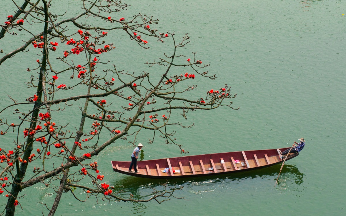 Hoa gạo báo hiệu cho khởi đầu mới