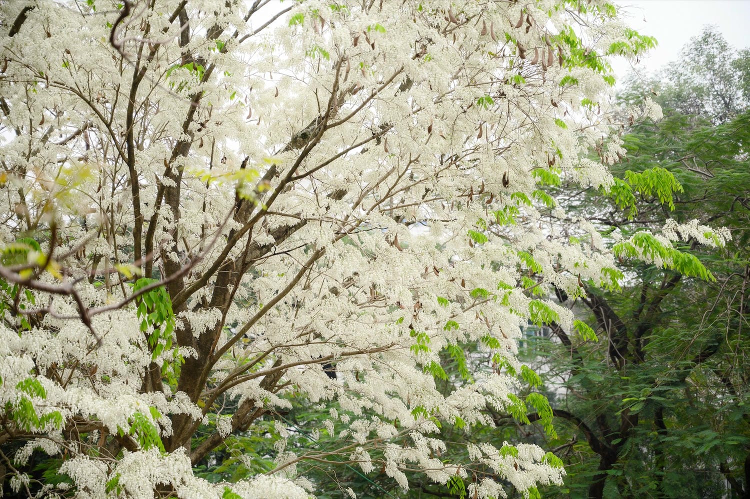 Hoa sưa nở vào đầu tháng 3