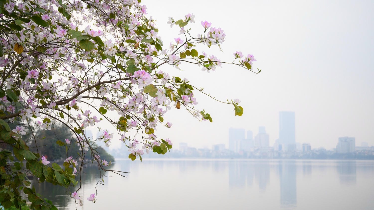 Hoa ban cũng nở rộ vào tháng 3 tại Hà Nội