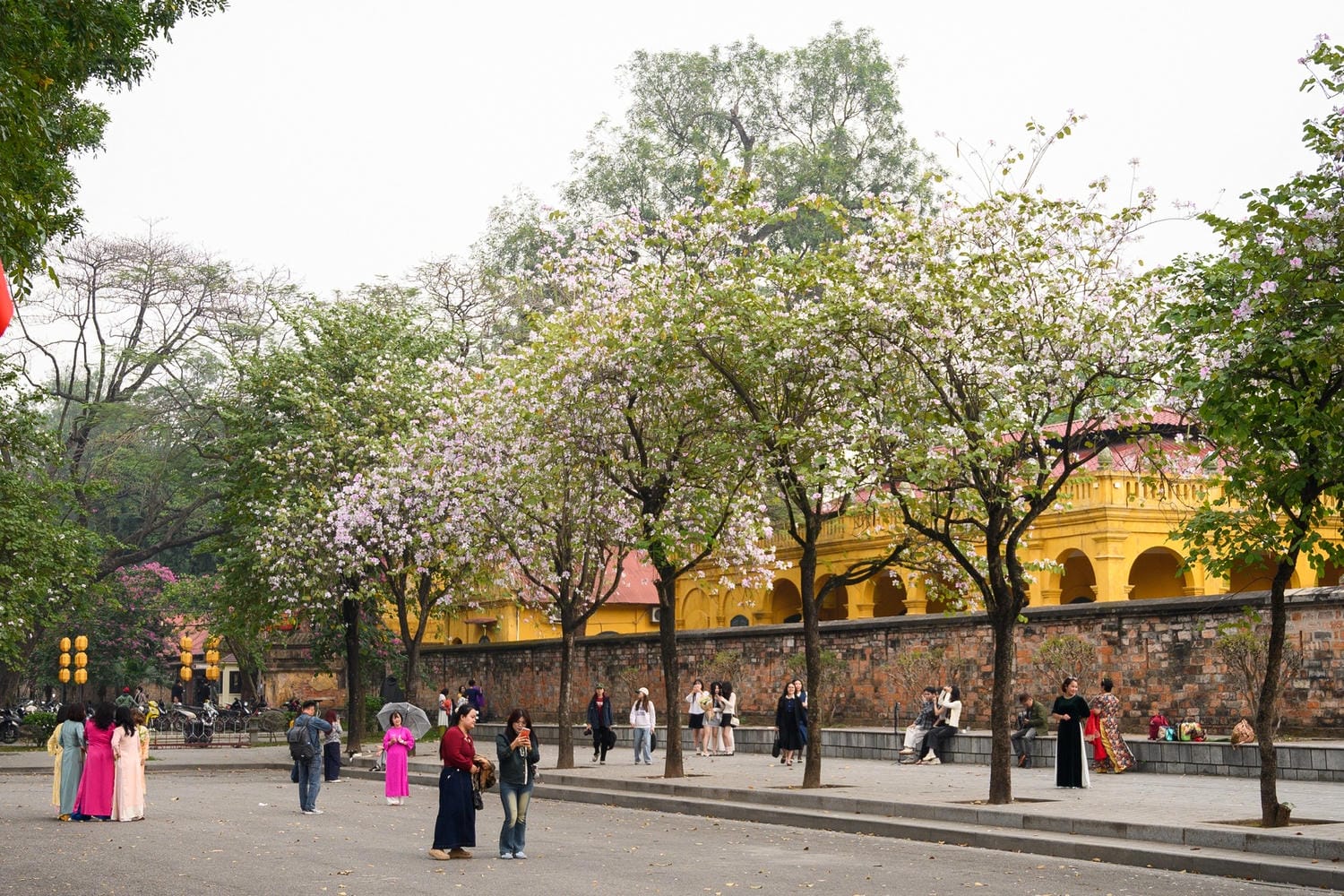 Đường Hoàng Diệu là điểm hot chụp ảnh hoa ban tại Hà Nội