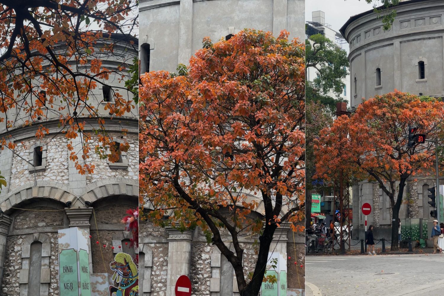 Bốt Hàng Đậu là điểm nóng check-in cây lộc vừng