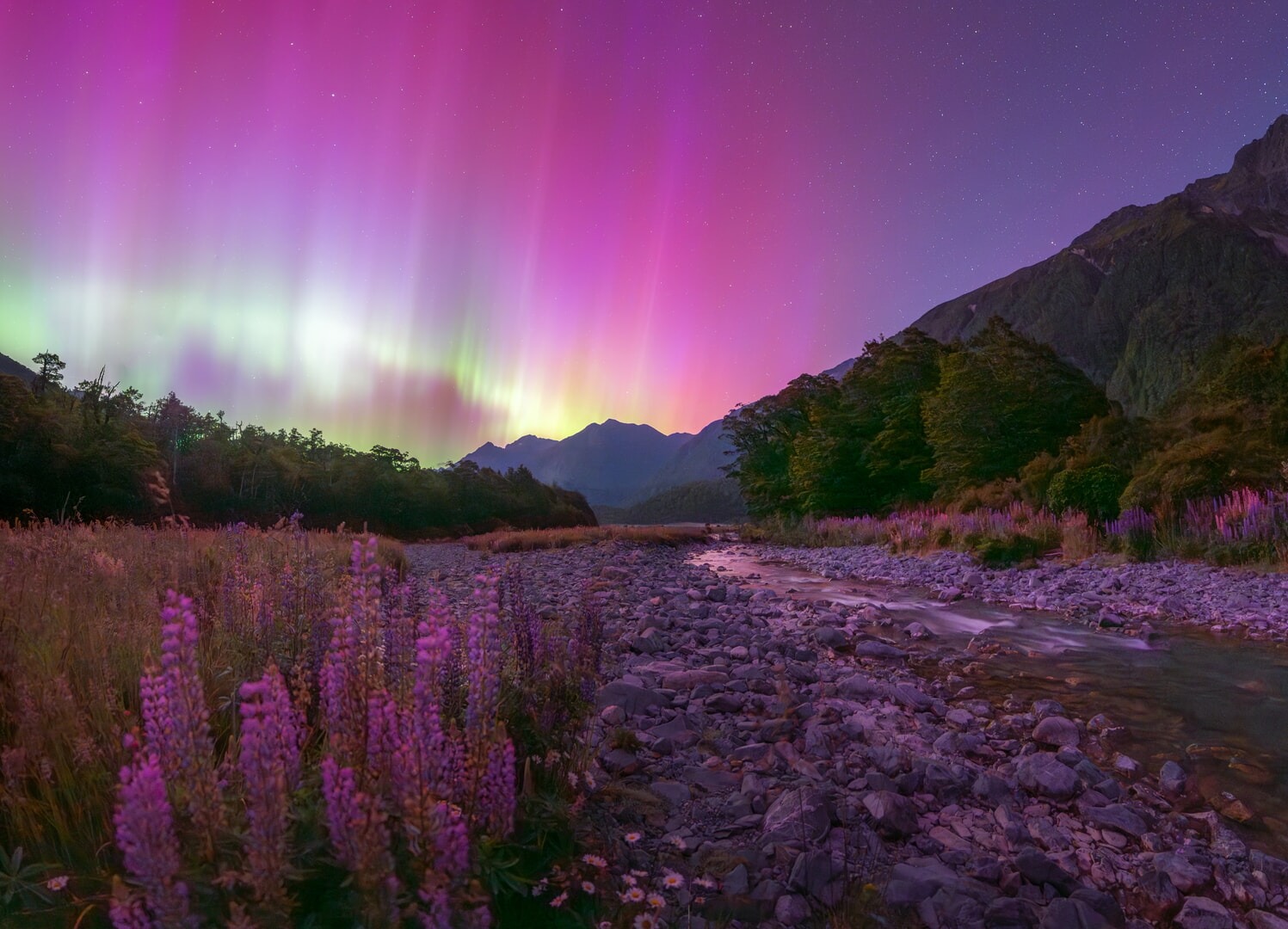 “Fiordland Aurora and Lupins” – Douglas Thorne
