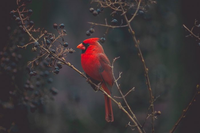 Phân loại ống kính - Ưu điểm của ống kính telephoto cho phép chụp các đối tượng ở quá xa