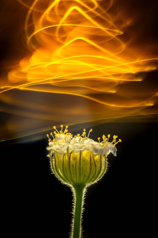 Ảnh chụp bằng Laowa 180mm F/4.5 1.5x Ultra Macro