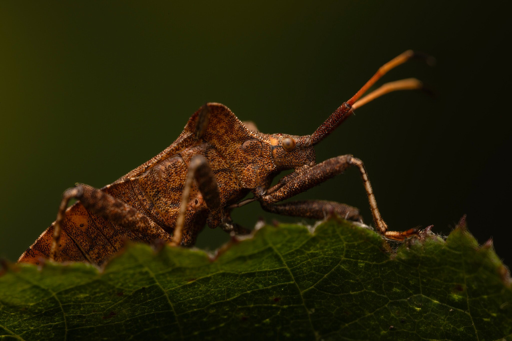 Ảnh chụp từ Laowa 180mm F/4.5 1.5x Ultra Macro
