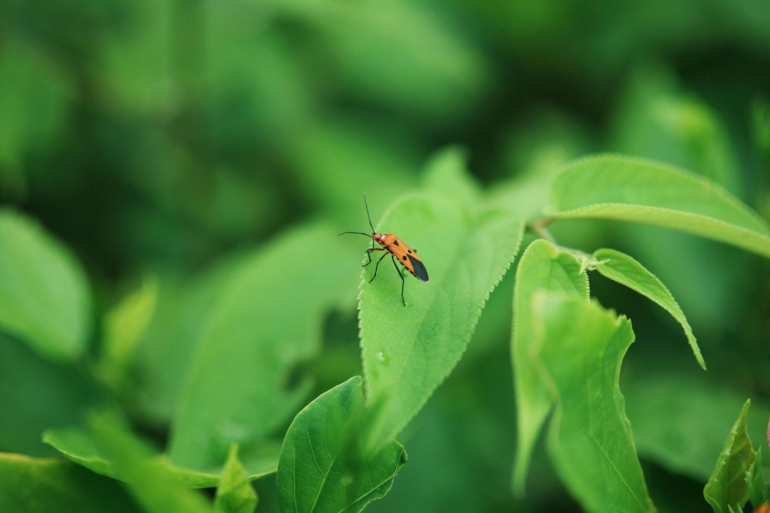 Viltrox AF 56mm f/1.2 Pro Z sử dụng động cơ HyperVCM kép