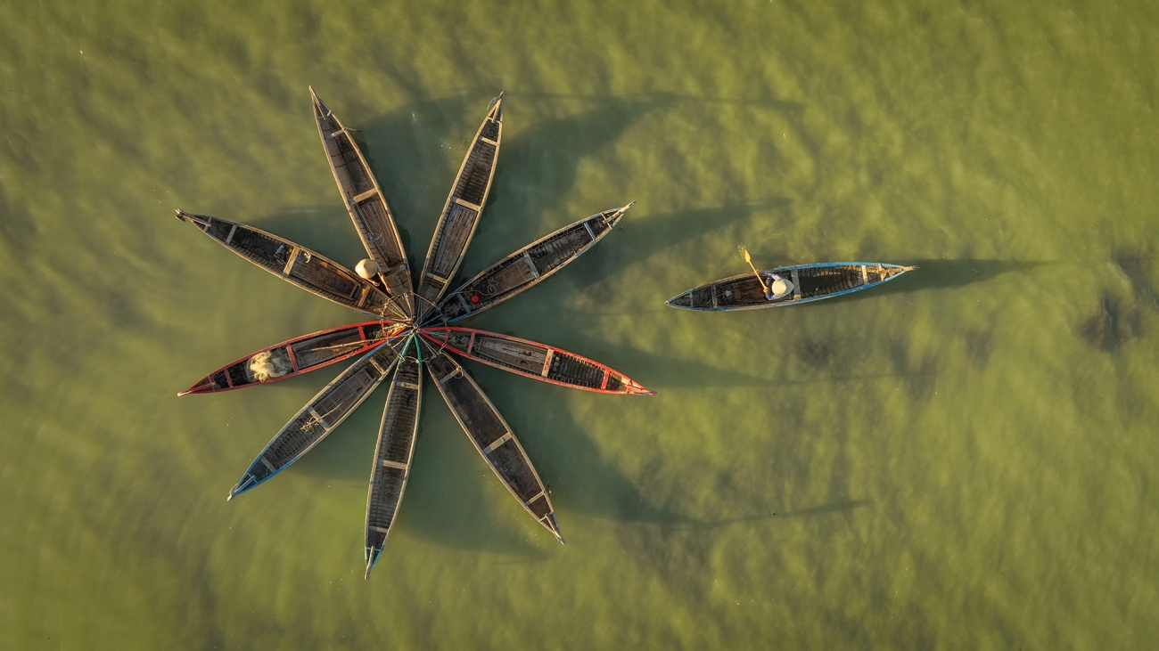 Bức ảnh Petals - Cánh hoa