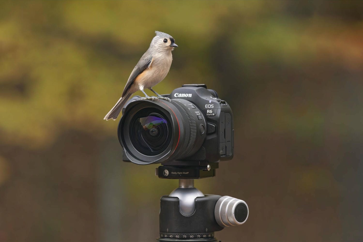 Canon EOS R6 Mark III có thể chụp lên tới 40fps