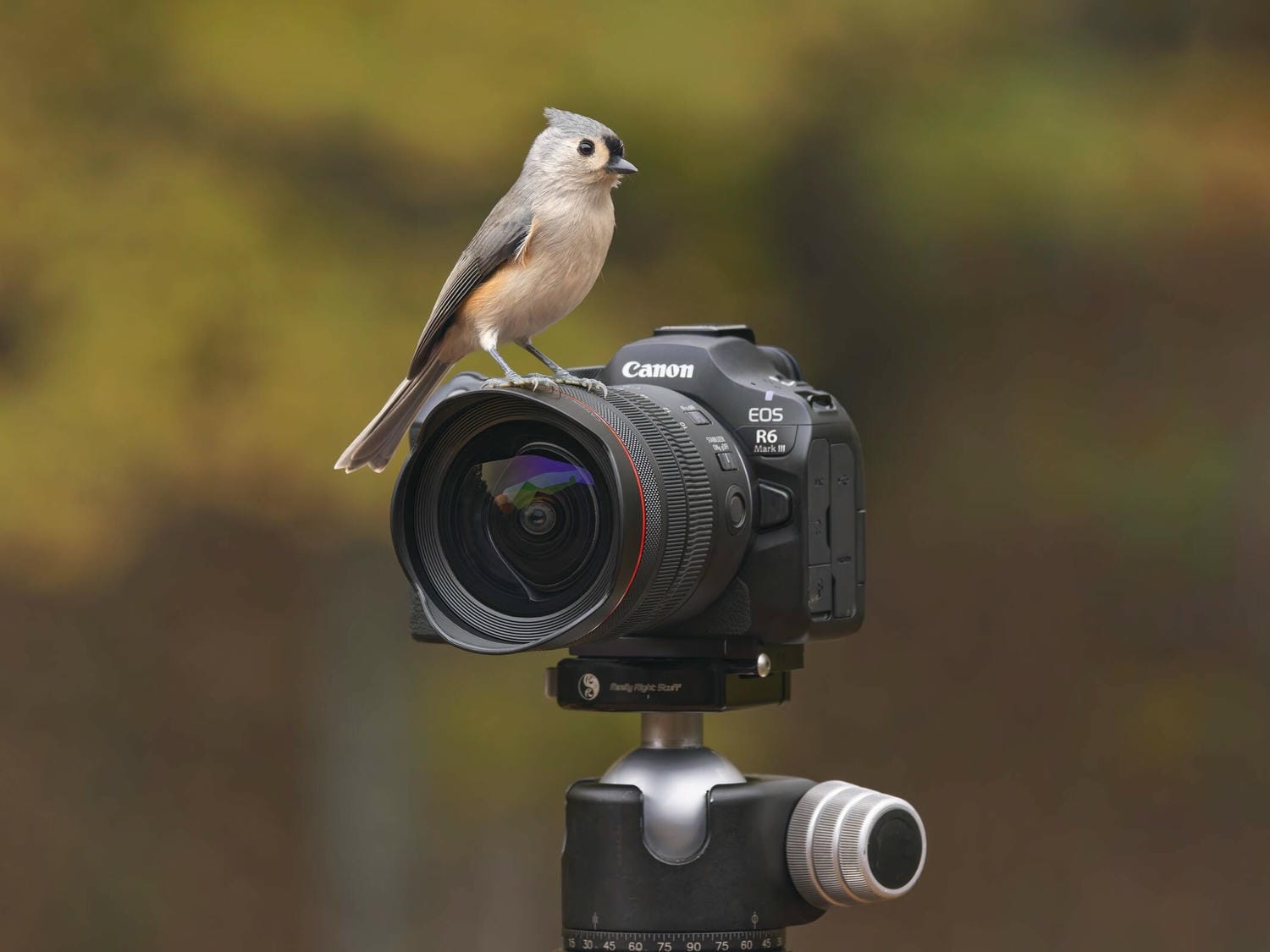 R6 Mark III có nhiều tùy chọn màu và chức năng hơn R6 Mark II