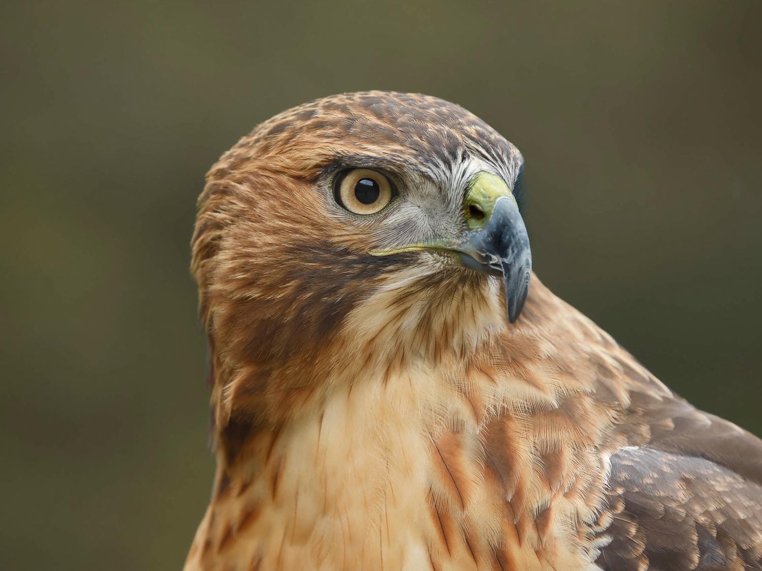 Hai máy đều dùng Dual Pixel CMOS AF II