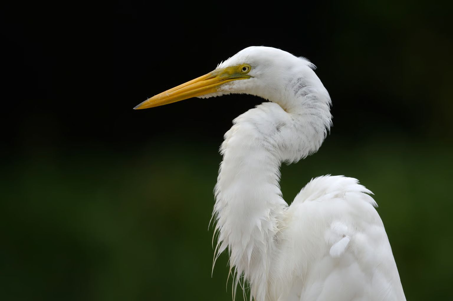 Gimbal cho chuyển động, tripod cho ổn định