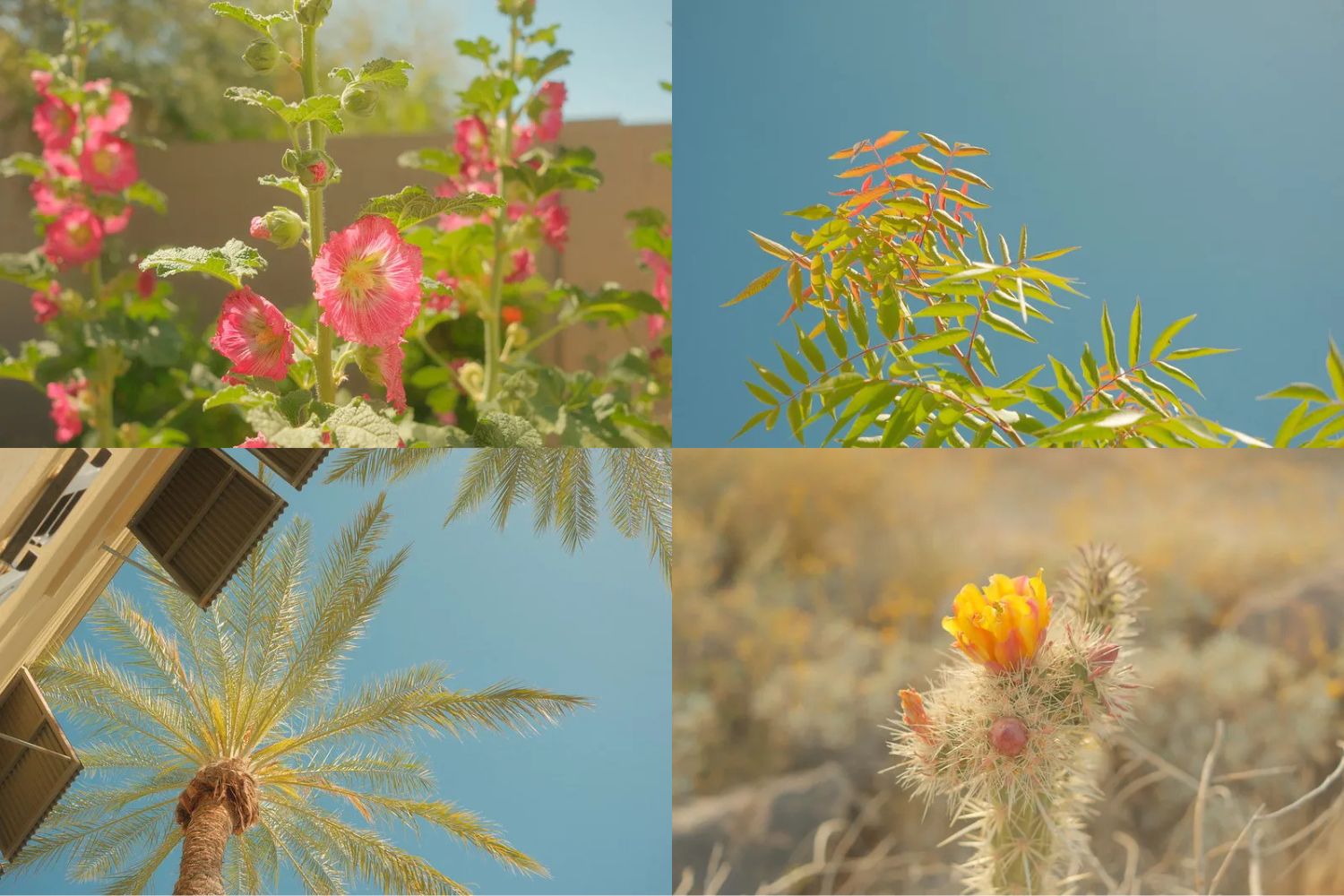 Công thức màu Vibrant Arizona cho Fujifilm