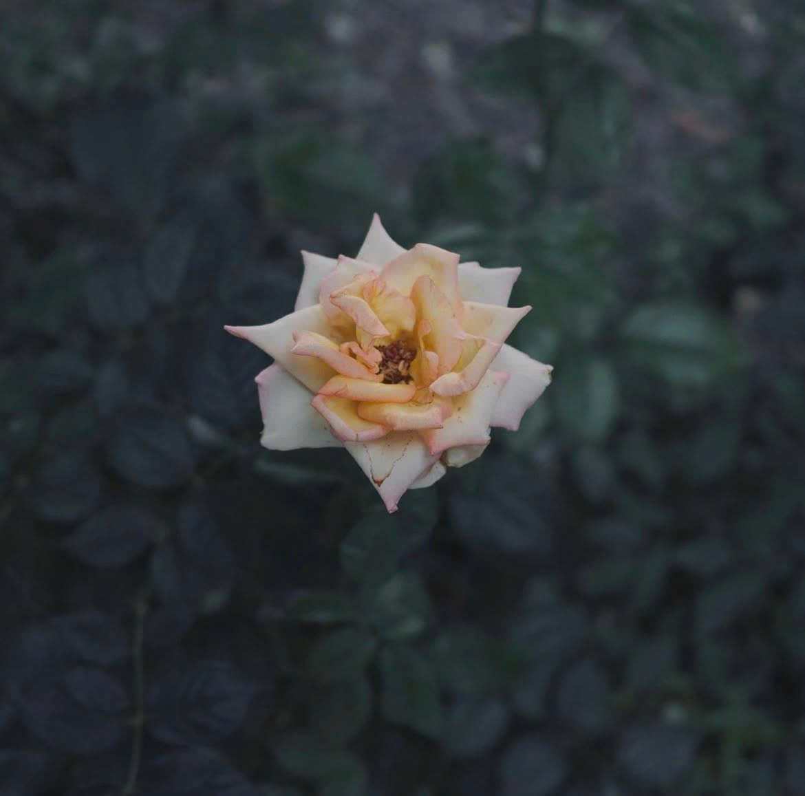 Công thức màu Fujifilm - Fuji Mocha