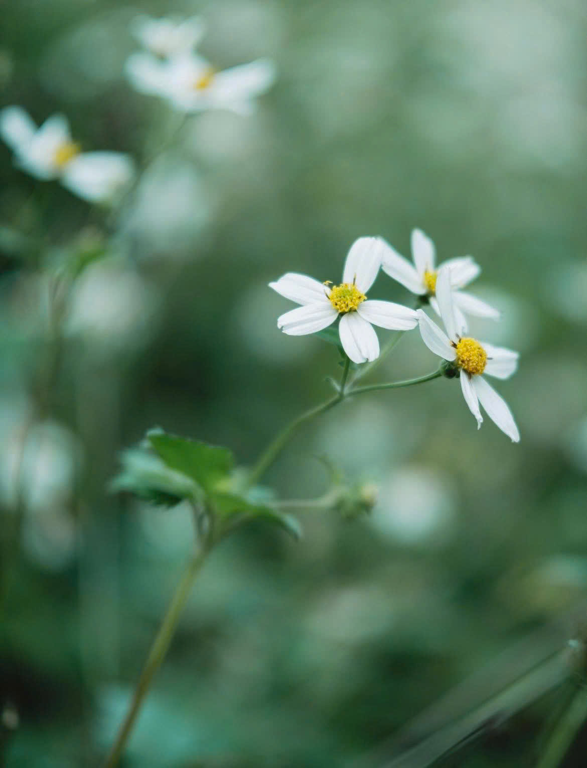 Fujifilm Calm Coffee nổi bật với màu xanh tối giản