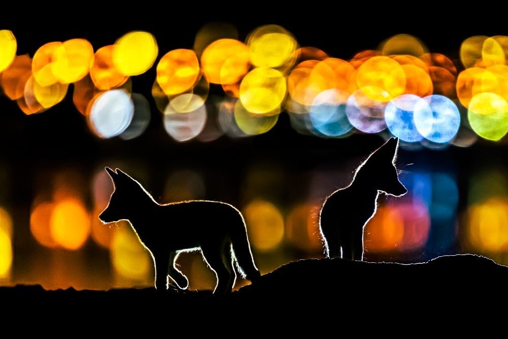Colorful Night - Mohammad Murad