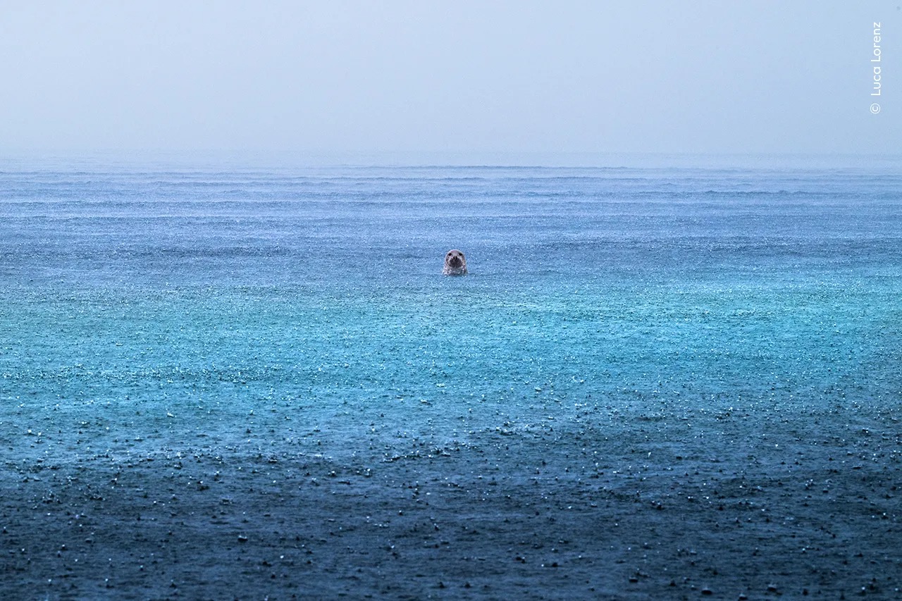 Bức ảnh “Yên tịnh giữa biển mưa”