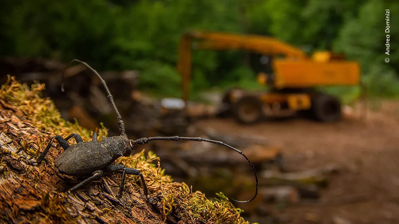 Bức ảnh “Hậu tận thế”