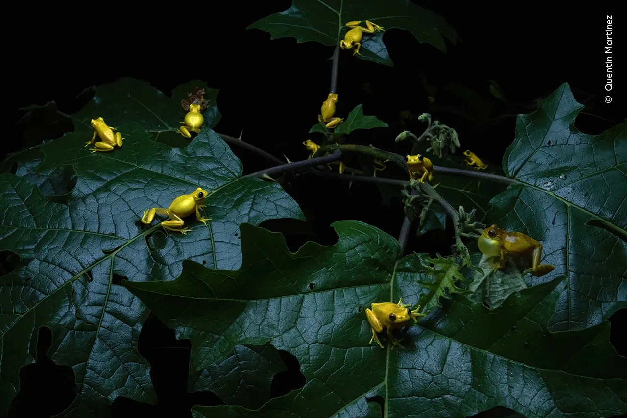 Bức ảnh “Vũ khúc mùa mưa”