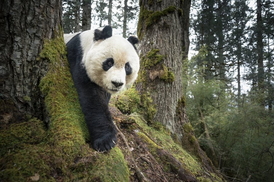 Mountain Resident of Wanglang - Rob G. Green
